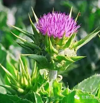 致富经栏目种植金银花_致富经金银花_农村靠种金银花致富人