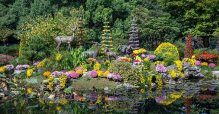 菊花种植技术与栽培管理_菊花全年种植管理技术要求_菊花全年管理种植技术