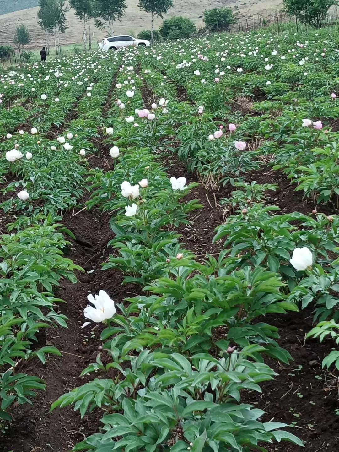 宝石种植致富项目_致富宝石种植项目怎么样_致富宝石种植项目有哪些