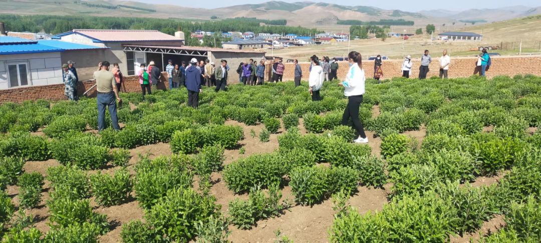 致富宝石种植项目有哪些_致富宝石种植项目怎么样_宝石种植致富项目