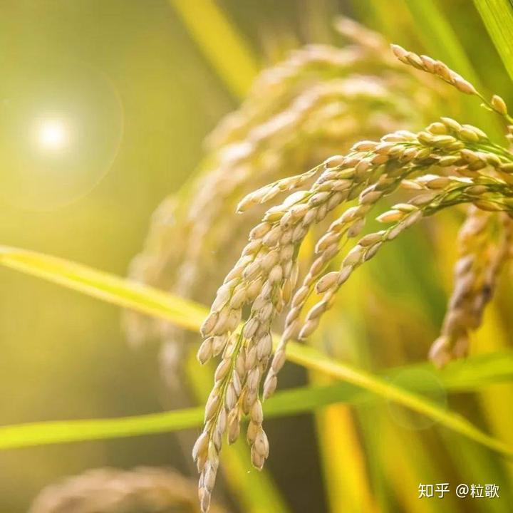 2020种啥好？这里有8个“钱”景十足的种植项目