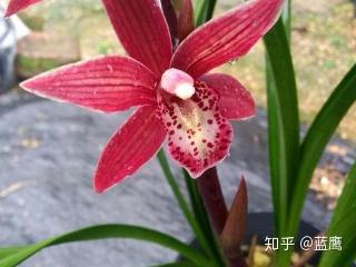 养兰花致富_致富经兰花种植视频_城固种植兰花致富