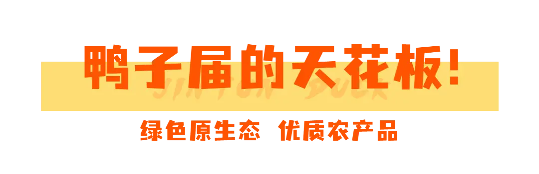 致富经养鸭子_鸭子养殖致富记_致富经鸭子养殖视频