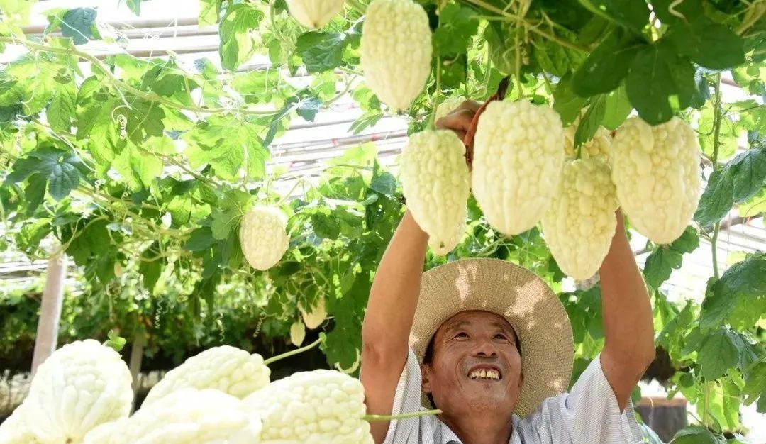 致富的法宝_宝石种植致富项目_致富宝石种植项目有哪些