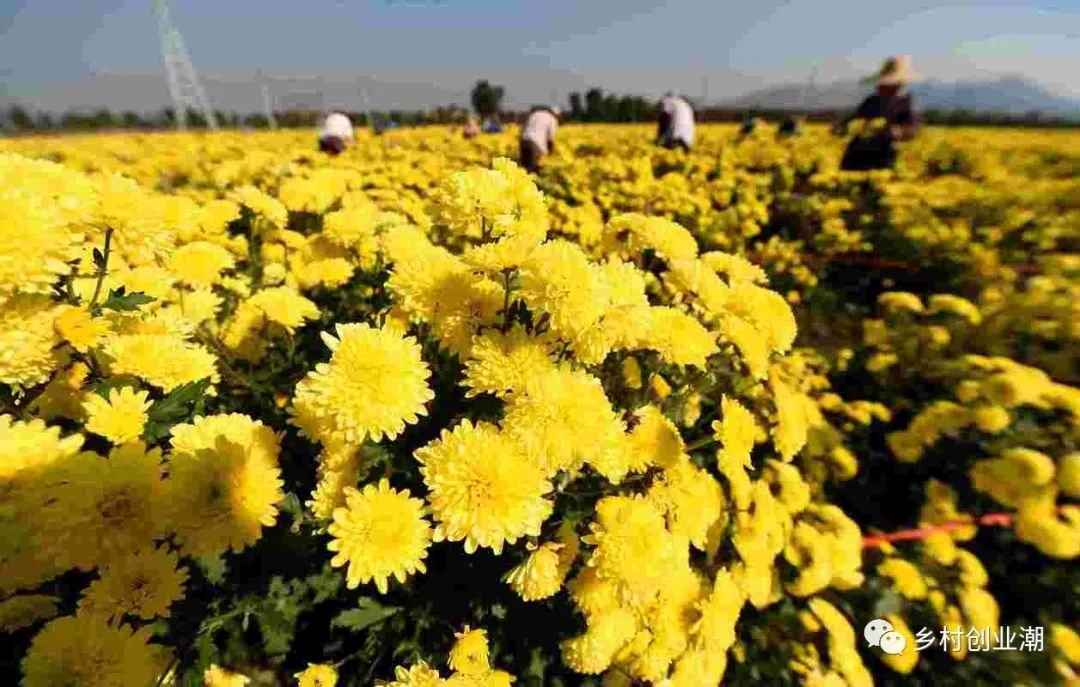 适合农村种植的100种中草药：菊花、艾叶、金银花、决明子和栀子