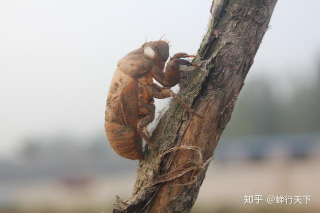 致富养殖壁虎图片_壁虎养殖致富_致富养殖壁虎视频大全