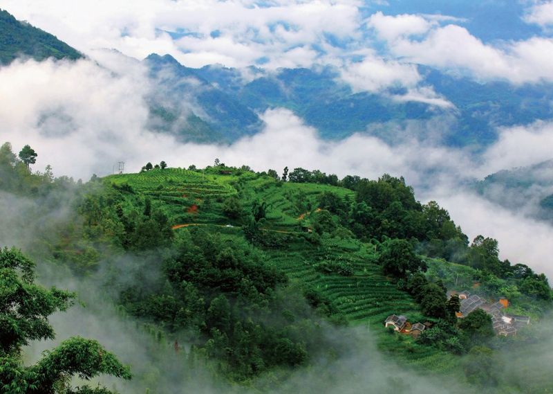 老乌山 会跳舞的古茶树