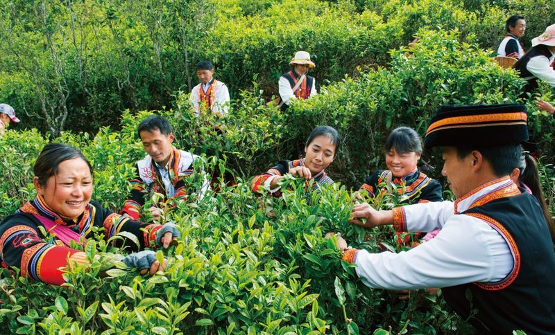 致富经老茶树_老茶树的价格_老茶树多少钱一斤