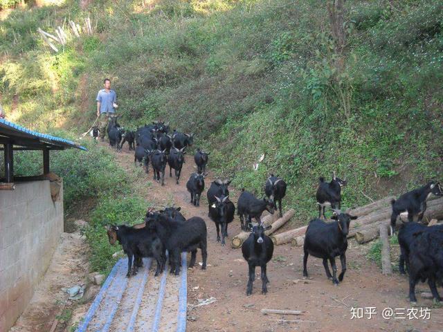 致富经麂子养殖电视_致富经麂子养殖_养麂子赚钱吗