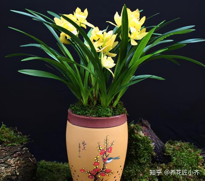 兰花种植致富经_致富兰花种植方法_致富兰花种植条件