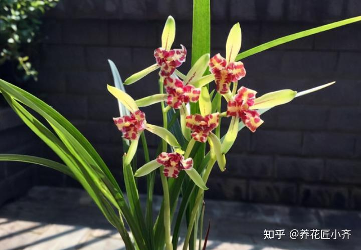 兰花种植致富经_致富兰花种植条件_致富兰花种植方法