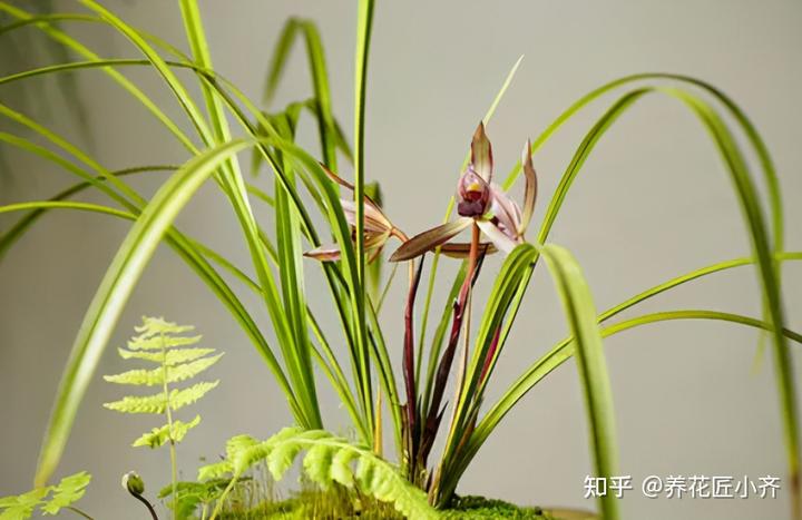 兰花种植致富经_致富兰花种植条件_致富兰花种植方法