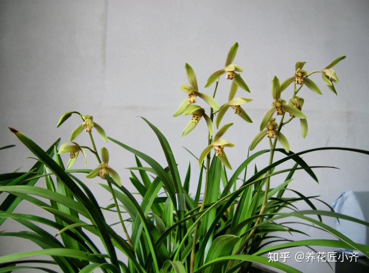 致富兰花种植方法_致富兰花种植条件_兰花种植致富经