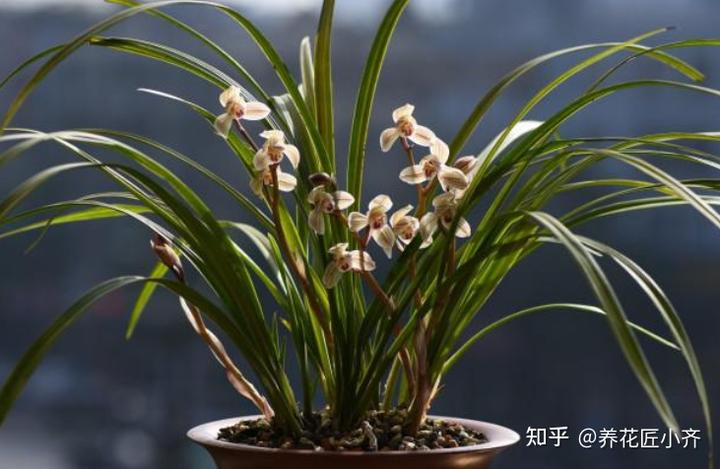 致富兰花种植条件_兰花种植致富经_致富兰花种植方法