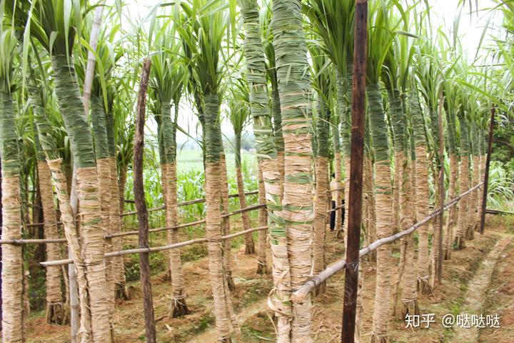 甘蔗种植技术及管理方法