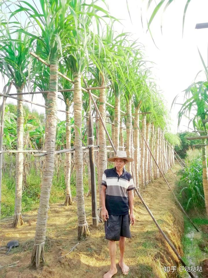 西瓜种植技术指导_七月西瓜种植技术_西瓜种植管理技术