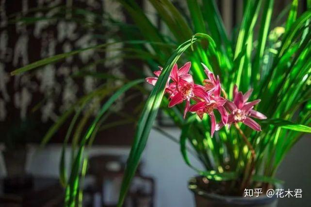 致富兰花种植时间_兰花种植致富经_致富兰花种植方法