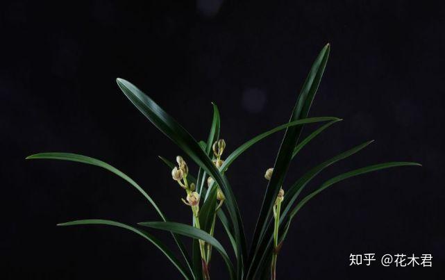 兰花种植致富经_致富兰花种植时间_致富兰花种植方法