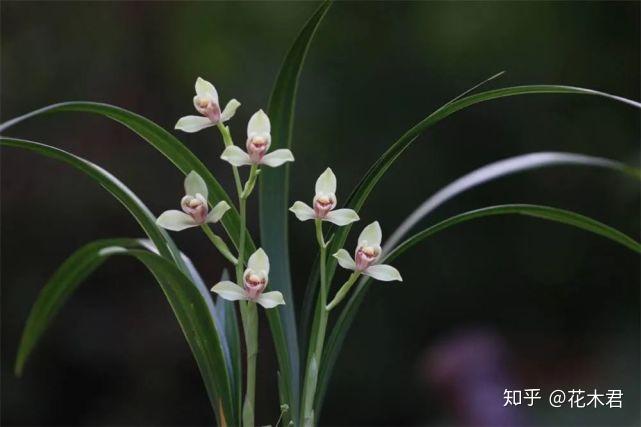 兰花种植致富经_致富兰花种植时间_致富兰花种植方法