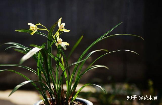 致富兰花种植时间_兰花种植致富经_致富兰花种植方法