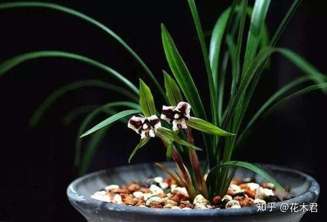 致富兰花种植时间_致富兰花种植方法_兰花种植致富经