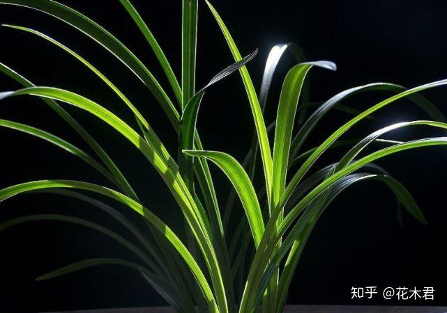 致富兰花种植时间_致富兰花种植方法_兰花种植致富经