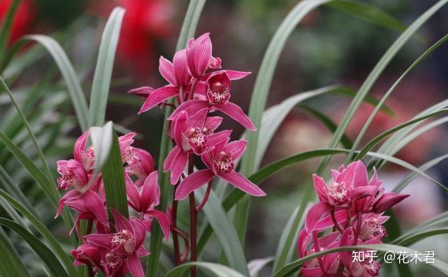 致富兰花种植方法_致富兰花种植时间_兰花种植致富经