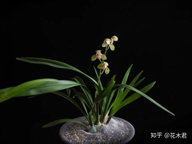 兰花种植致富经_致富兰花种植方法_致富兰花种植时间