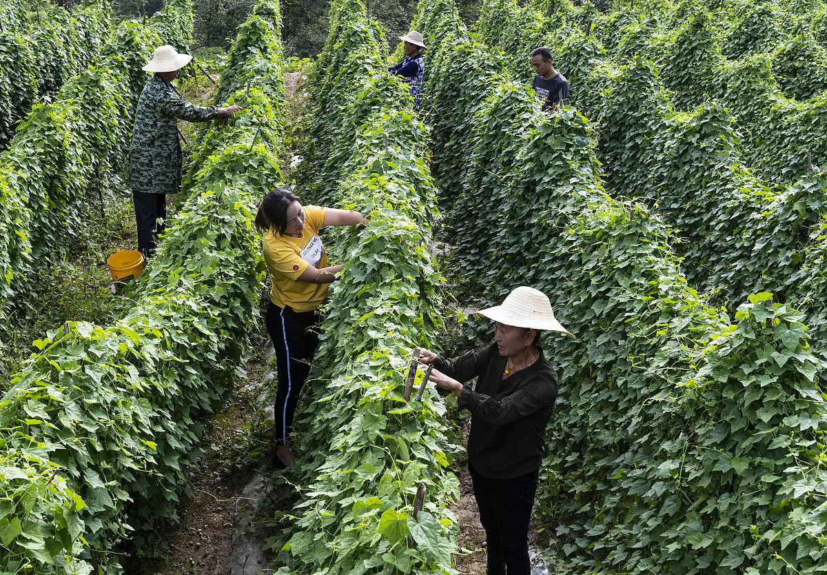 西瓜种植_七月西瓜种植技术_西瓜种植技术技