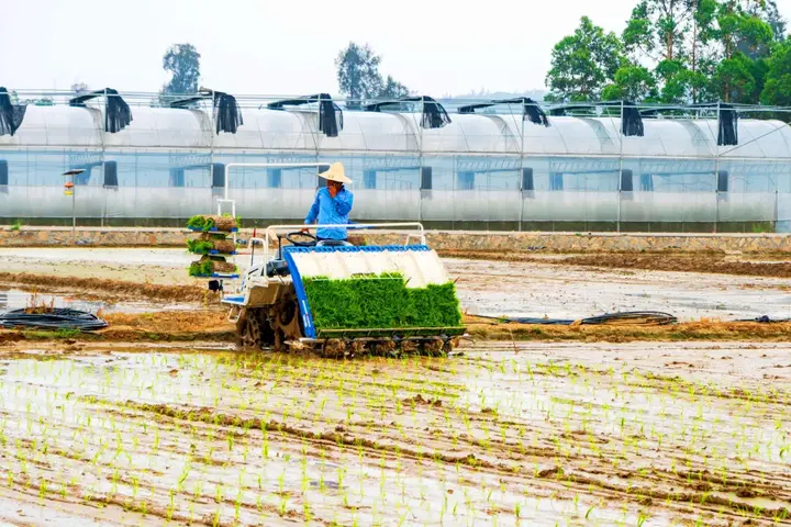 致富土豆种植视频_种植土豆致富经_致富经土豆种植视频