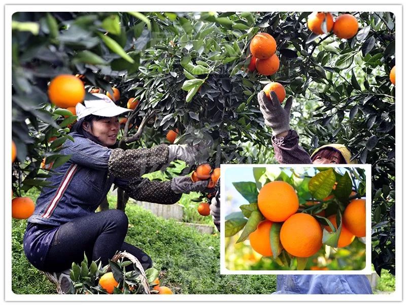 蜜桔种植技术_种植蜜桔致富案例_种植蜜桔需要注意些什么