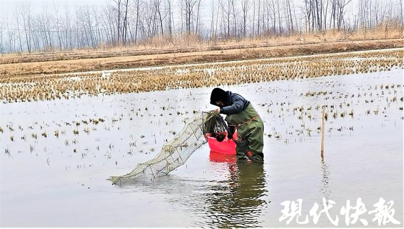 致富龙虾养殖广东有几家_致富经广东养殖龙虾_广东养龙虾的多吗