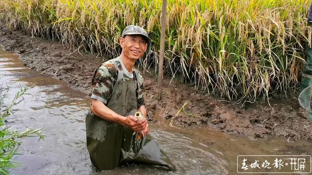 美味！程海土著鱼在永胜三川坝稻田养殖获得成功