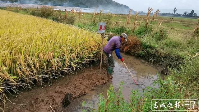 稻田养鱼项目_致富经河稻养鱼_稻田养鱼年赚600万