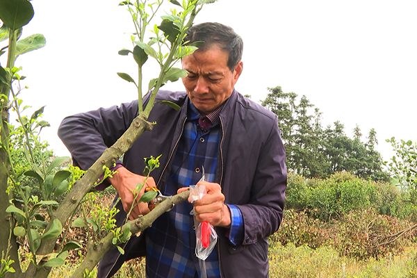 种植蜜桔致富案例_种植蜜桔需要注意些什么_蜜桔种植条件