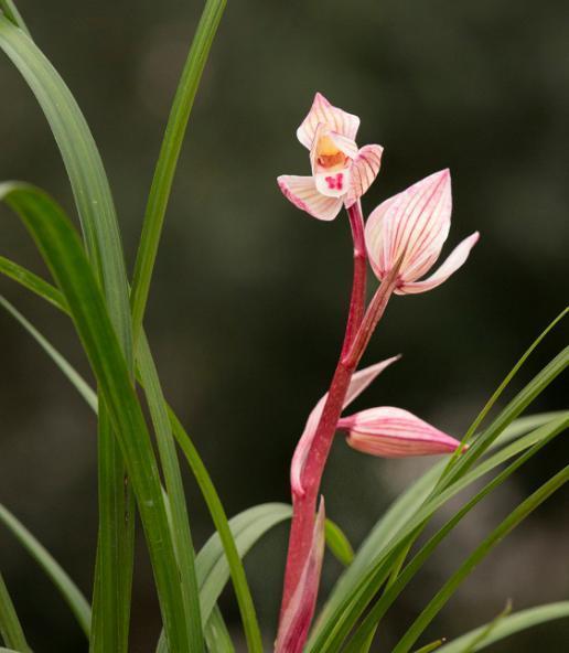 致富兰花种植时间_致富兰花种植方法_兰花种植致富经