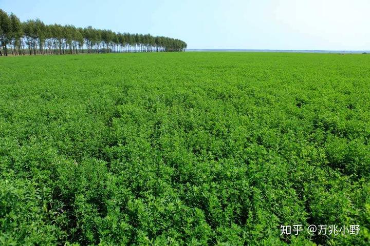 山刺嫩芽种植技术_刺嫩芽种植技术视频_刺嫩芽栽培新技术