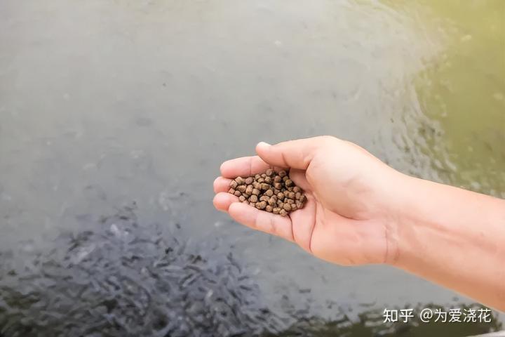 室内养殖罗非鱼设备_箱养罗非鱼的视频_罗非鱼的网箱养殖技术