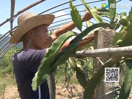 种植山竹技术与管理_山竹种植技术视频_山竹种植技术