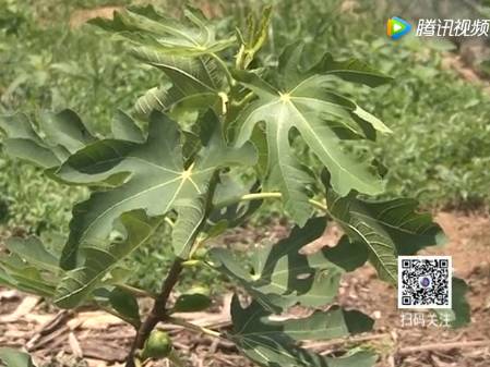 山竹种植技术视频_山竹种植技术_种植山竹技术与管理