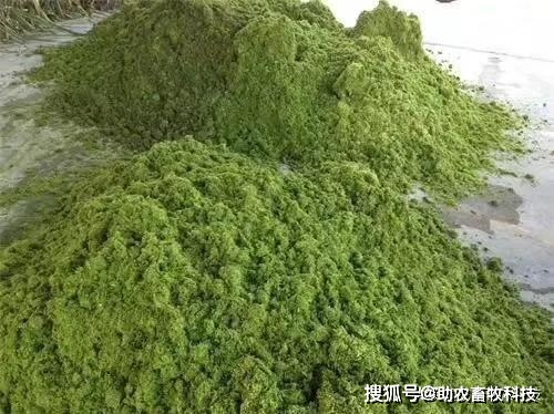 养殖南方草鱼技术要点_养殖南方草鱼技术要求_南方草鱼养殖技术