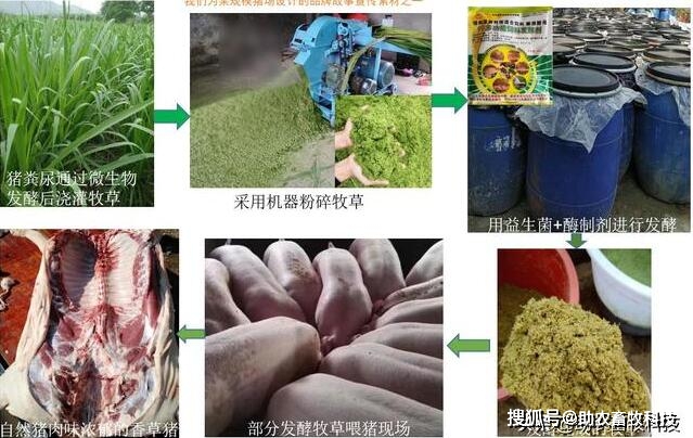 南方草鱼养殖技术_养殖南方草鱼技术要求_养殖南方草鱼技术要点