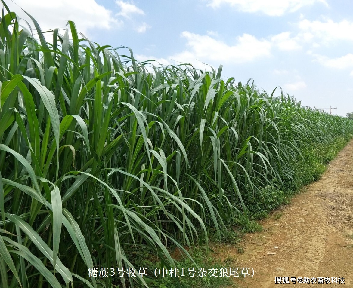 养殖南方草鱼技术要求_南方草鱼养殖技术_养殖南方草鱼技术要点