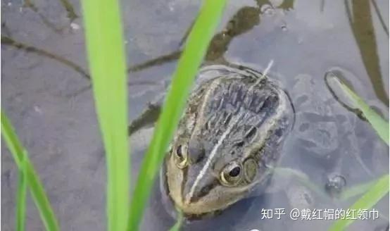 致富经稻田养虾视频_致富经稻田养鱼视频_致富经河稻养鱼