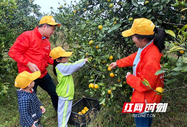 致富案例种植蜜桔视频_种植蜜桔致富案例_蜜桔亩产量和利润多少