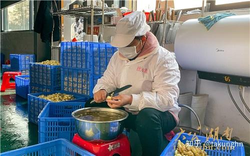 湖南茶树油多少钱一斤_致富经油茶树_湖南茶树油致富经