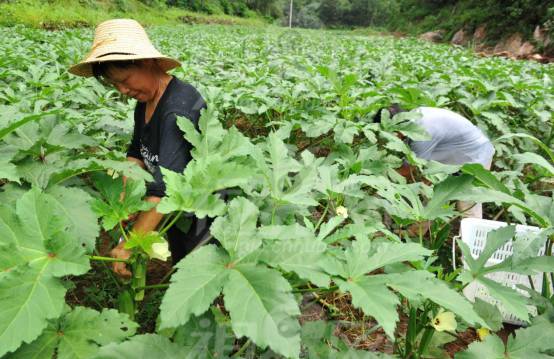 致富经有机种植_种植致富宝典_种植致富新项目