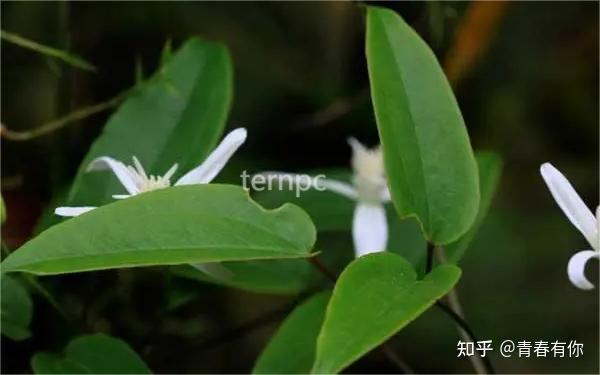 山刺嫩芽种植技术_刺嫩芽种植技术视频_刺嫩芽林下种植前景