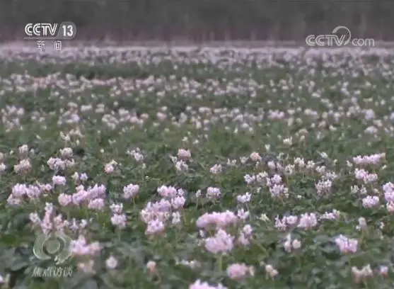 土豆致富经_土豆种植致富_致富土豆种植技术视频