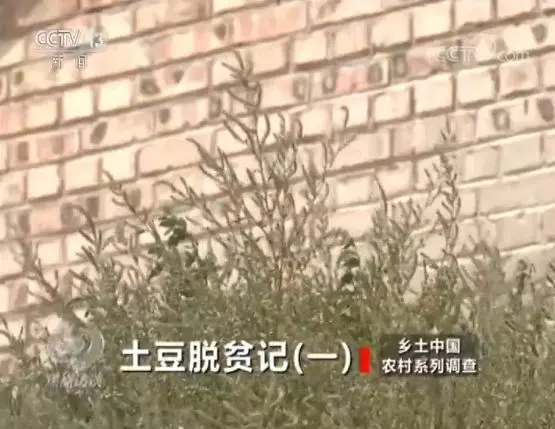 致富土豆种植技术视频_土豆种植致富_土豆致富经